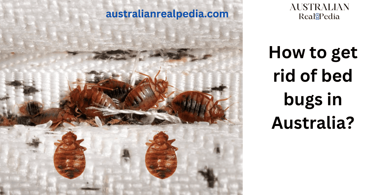 How to get rid of bed bugs in Australia