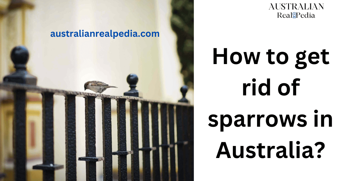 How to get rid of sparrows in Australia