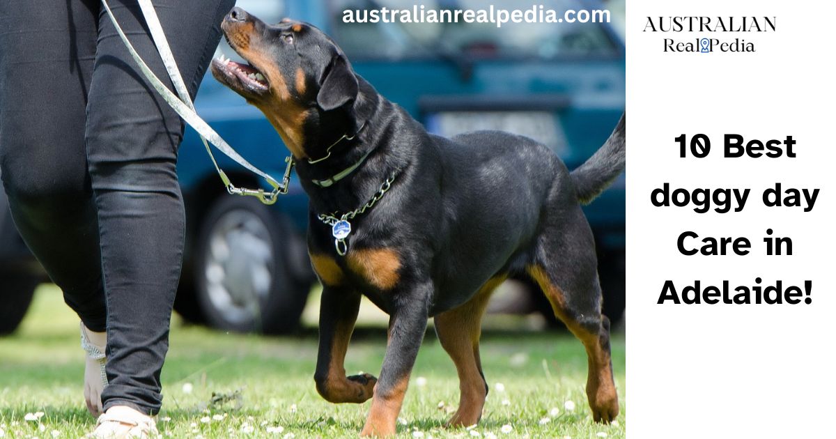 10 Best doggy day Care in Adelaide!